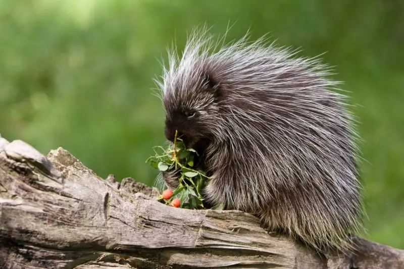 Wild Animals in South Dakota