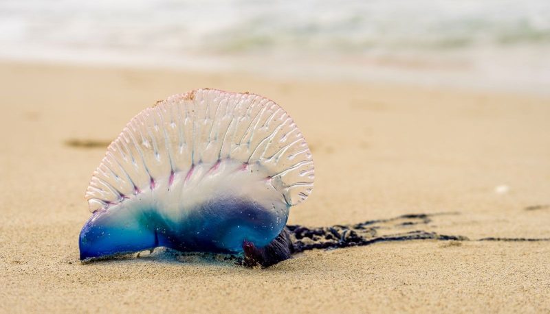 Most Dangerous Animals in Florida