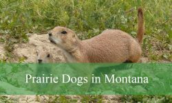 3 Prairie Dogs in Montana (With Pictures and Identification)