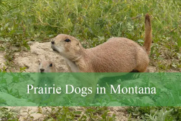 Prairie Dogs in Montana