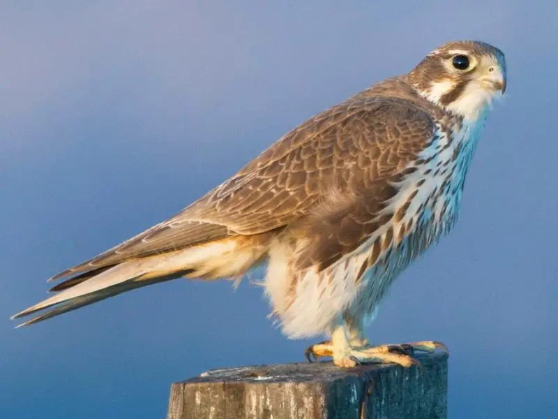 Falcons in Arkansas