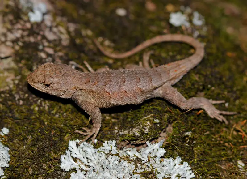 Lizards in Texas