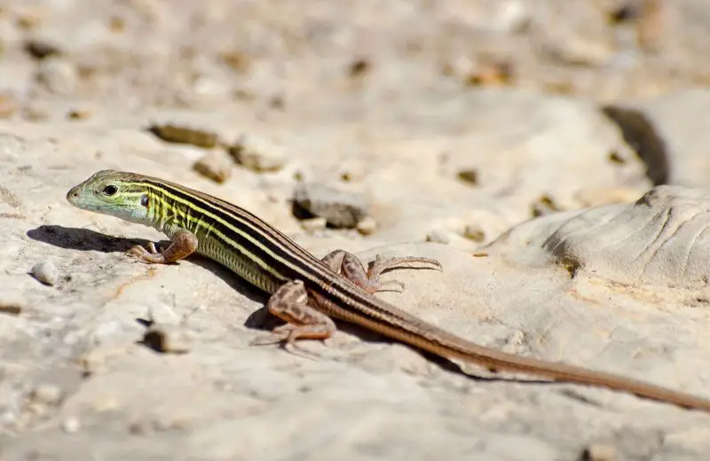Lizards in Kansas
