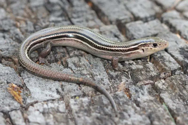 Lizards in Texas