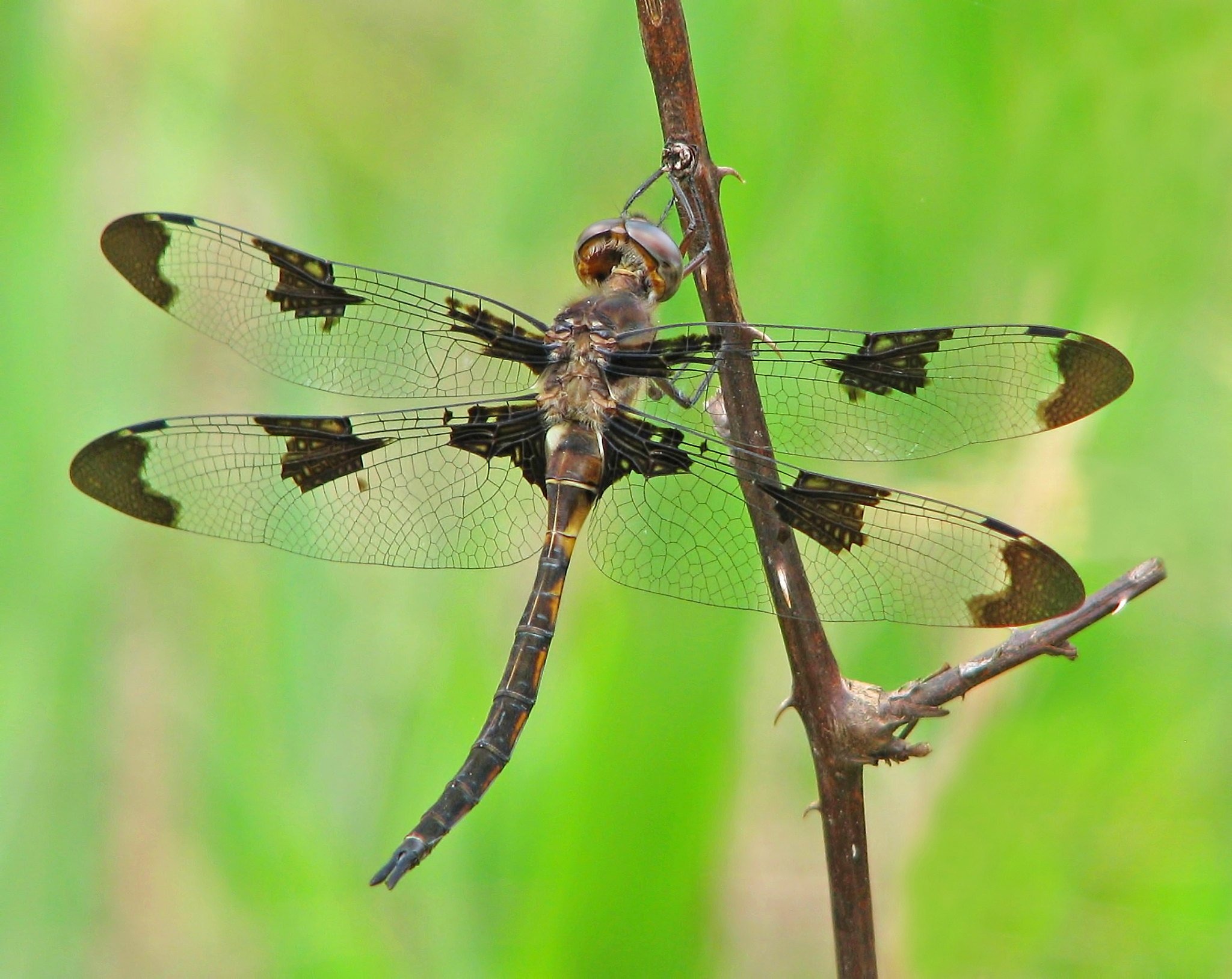Dragonflies in Massachusetts