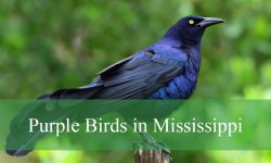 5 Stunning Purple Birds in Mississippi (Pictures and Identification)