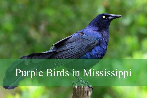 Purple Birds in Mississippi