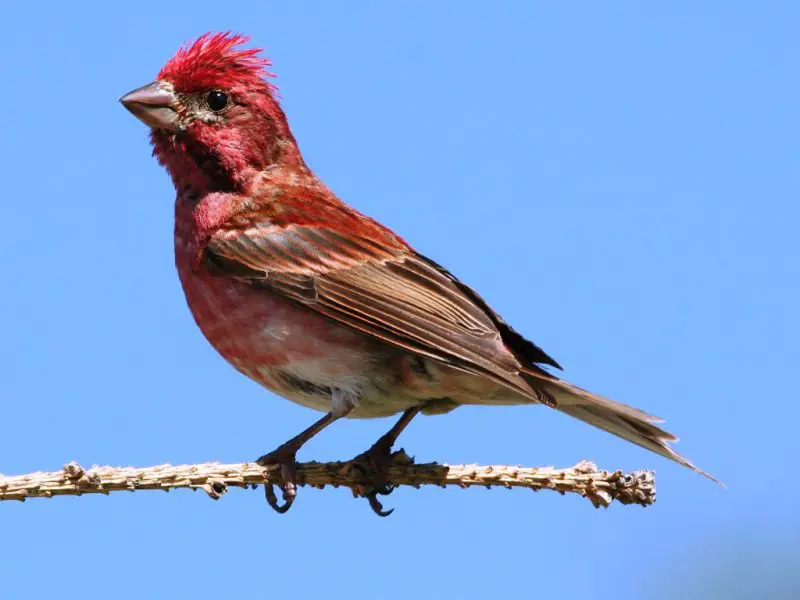 Red Birds in Maryland