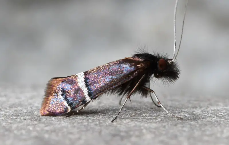 Moths in North Carolina