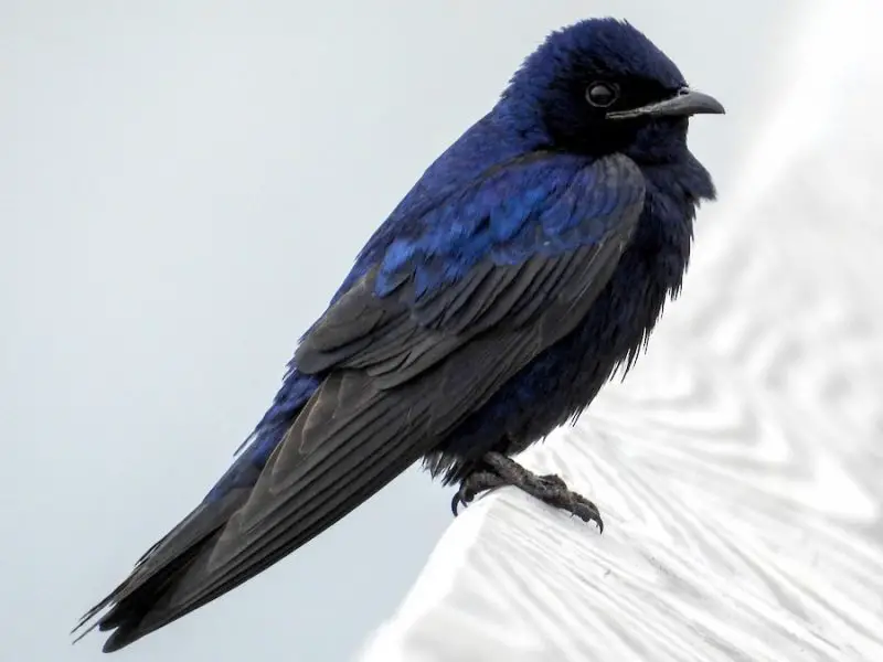 Purple Birds in Mississippi