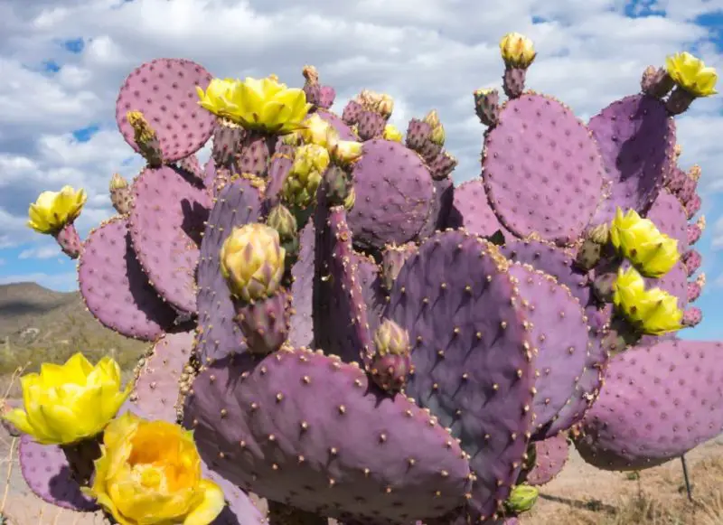 Types of Cactus in New Mexico