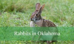 4 Types of Rabbits in Oklahoma (With Pictures and Identification)