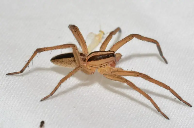 Wolf Spiders in Texas