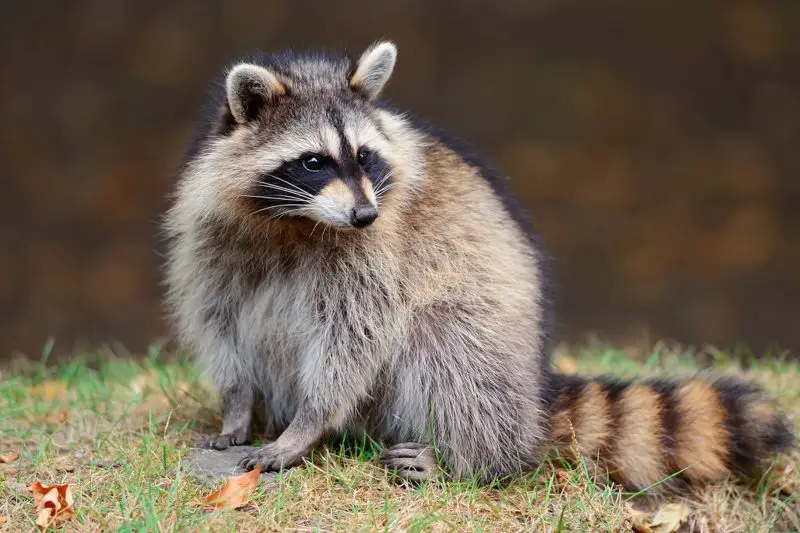 Wild Animals in South Dakota