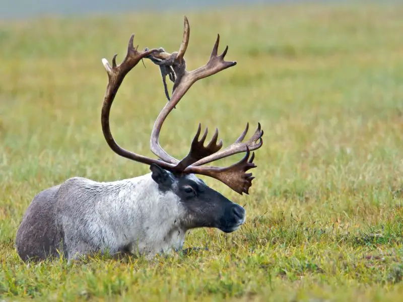 Types of Deer in Colorado