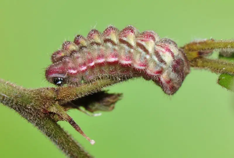 Types of Caterpillars in Texas
