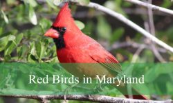 7 Red Birds in Maryland (With Pictures and Identification)