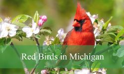 12 Red Birds in Michigan (With Pictures and Identification)
