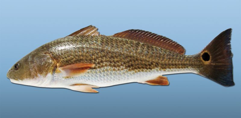 Types of Fish in Florida