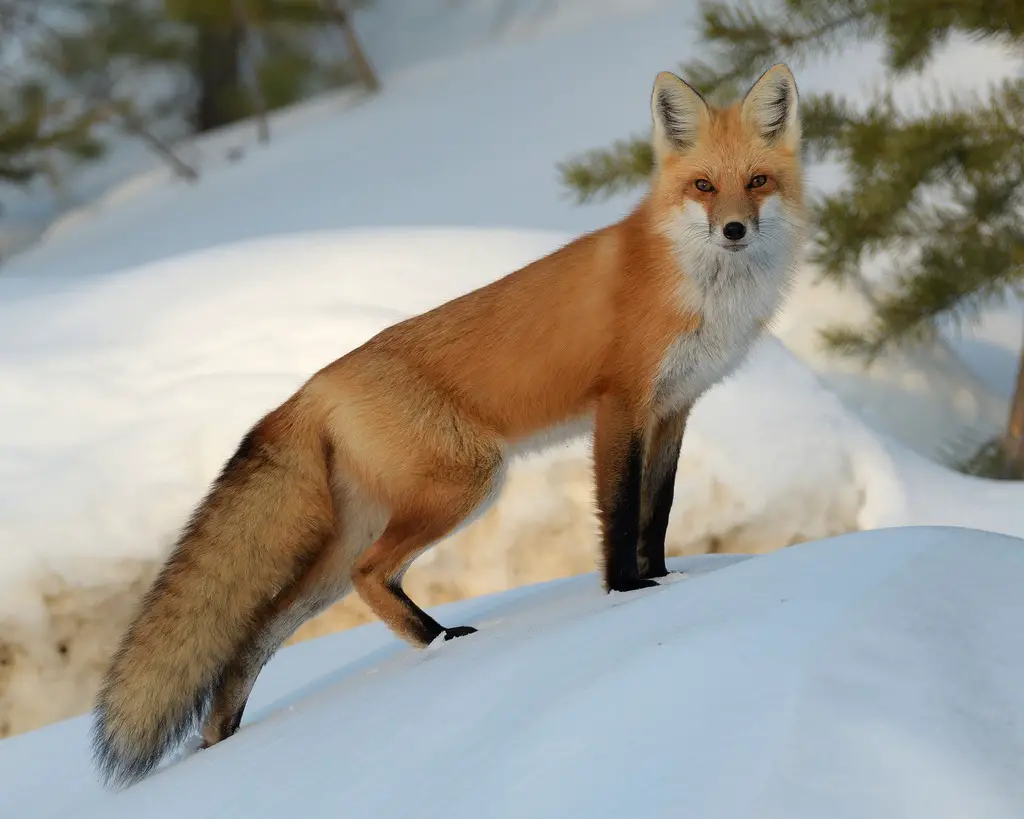 Foxes in Minnesota