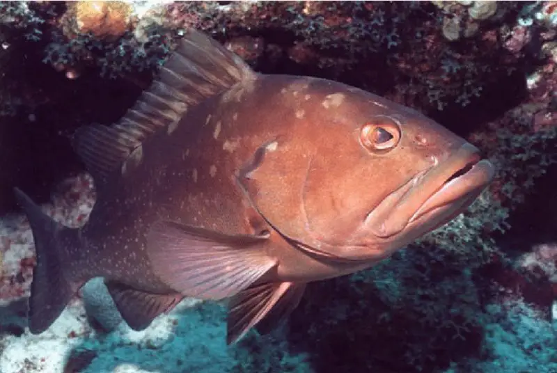 Types of Fish in Florida
