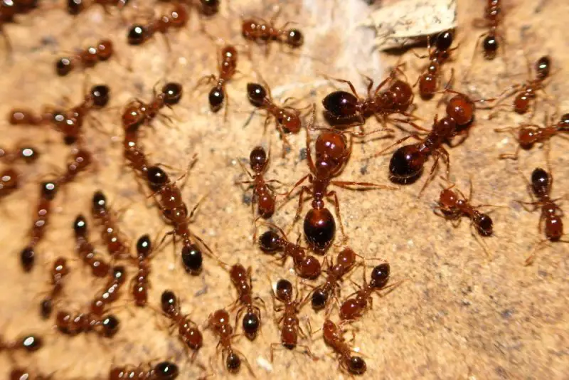 bugs in California