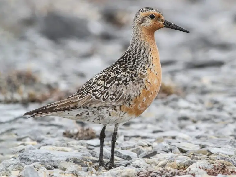 Shorebirds in Florida