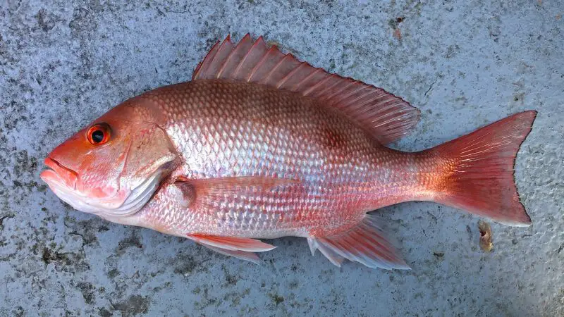 Types of Fish in Florida