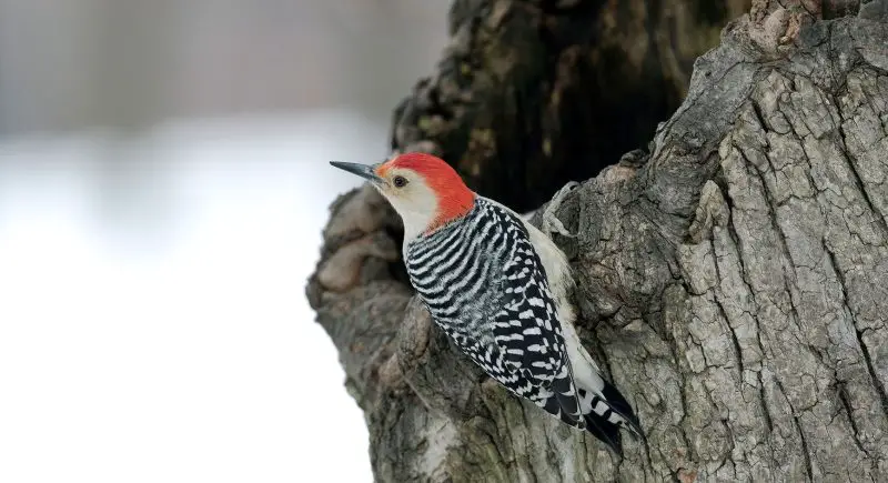 Red Birds in North Carolina