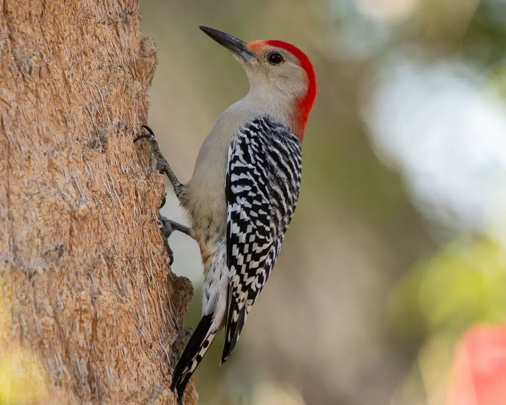 Woodpeckers in Pennsylvania