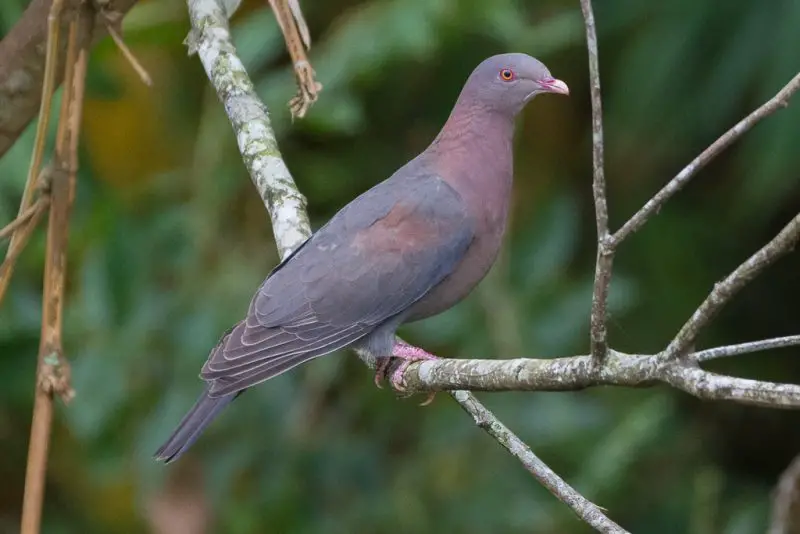 Types of Doves in Texas