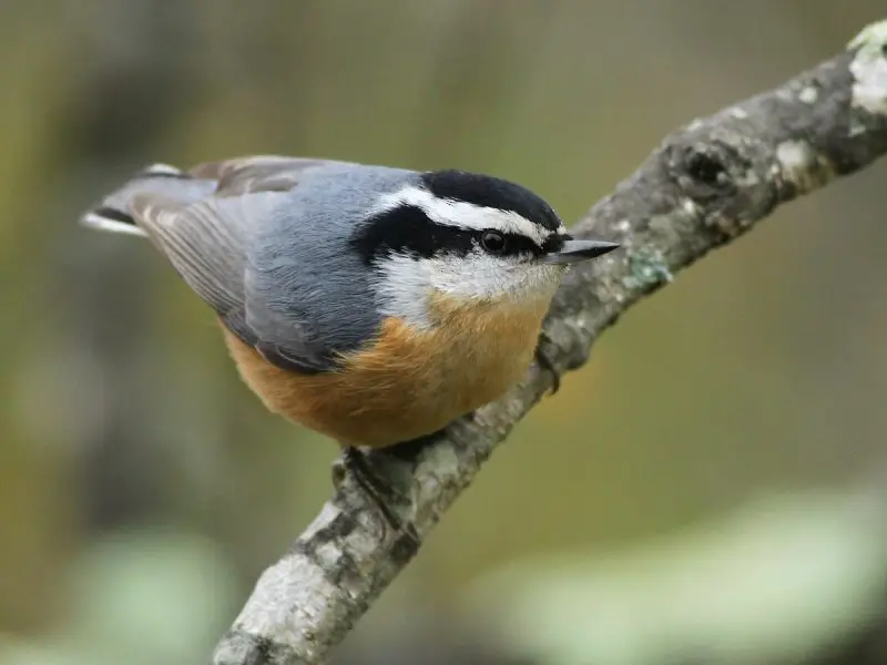 Types of Birds in California