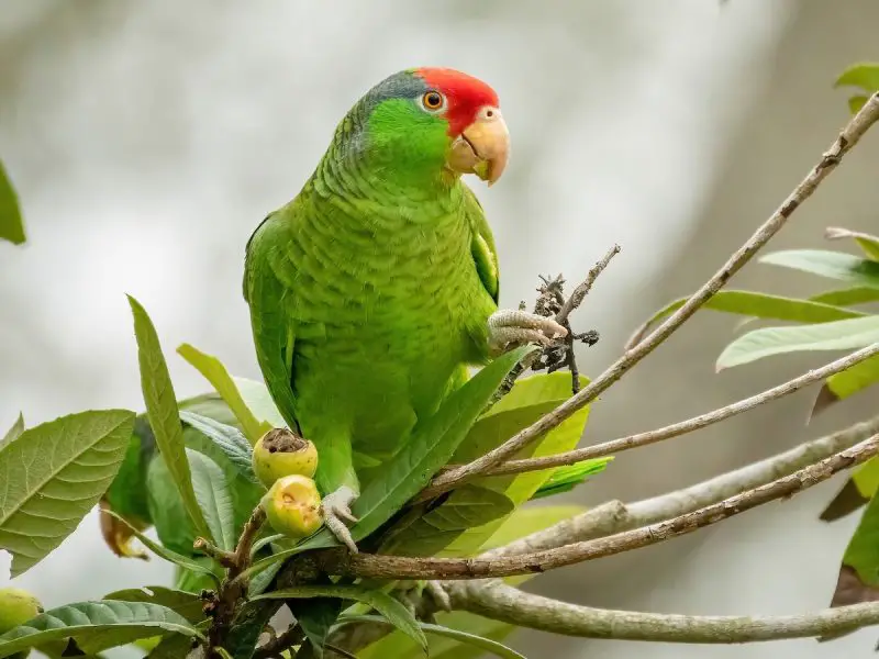 Parrots in California