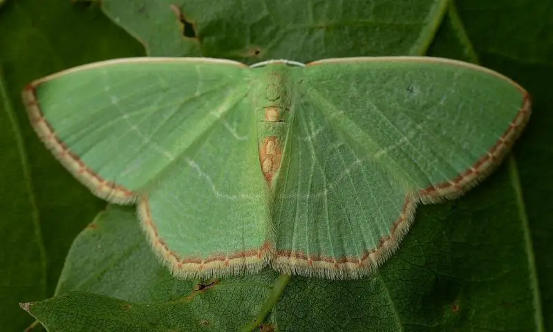 Moths in North Carolina