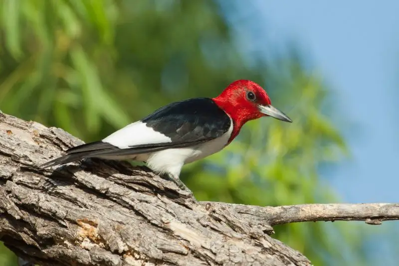 Red Birds in Maryland