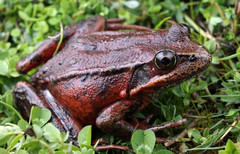 Frogs in California