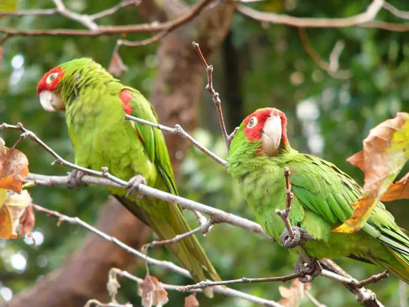 Parrots in California