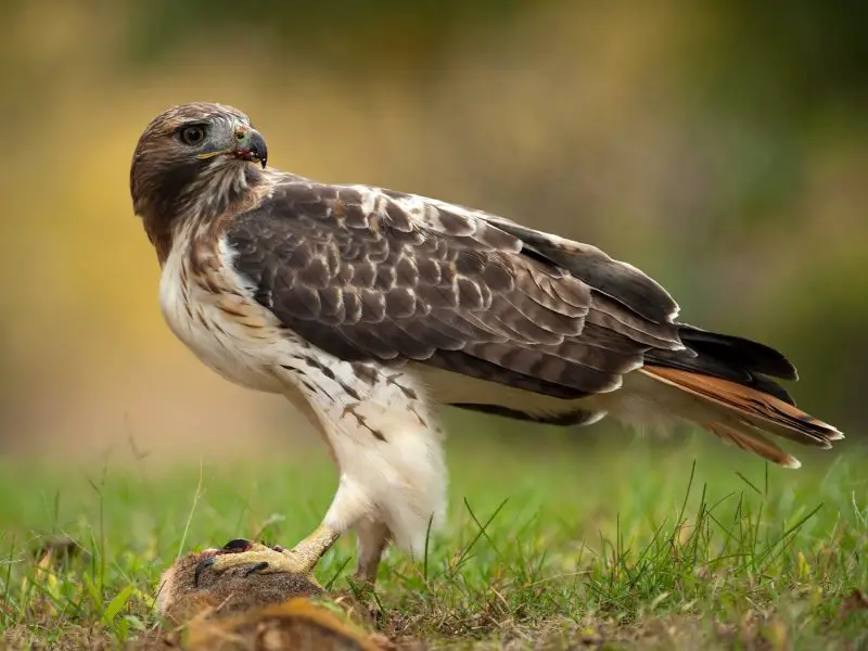 Hawks in Nebraska