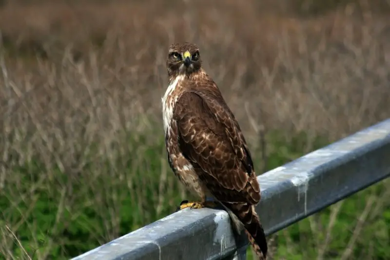 Hawks in North Dakota