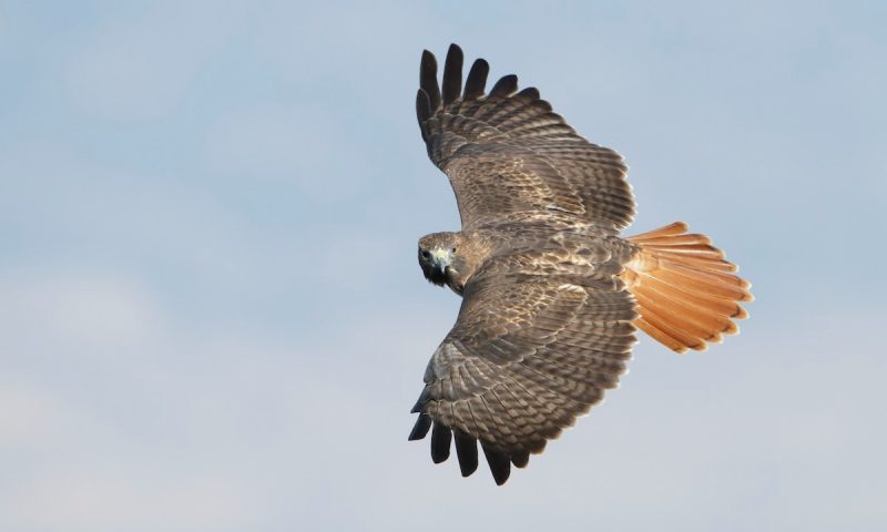 Birds of Prey in Kentucky