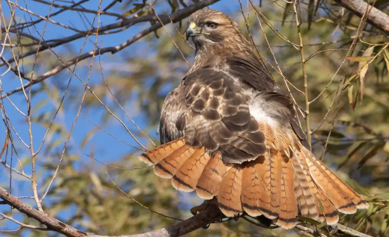 Hawks in Kentucky