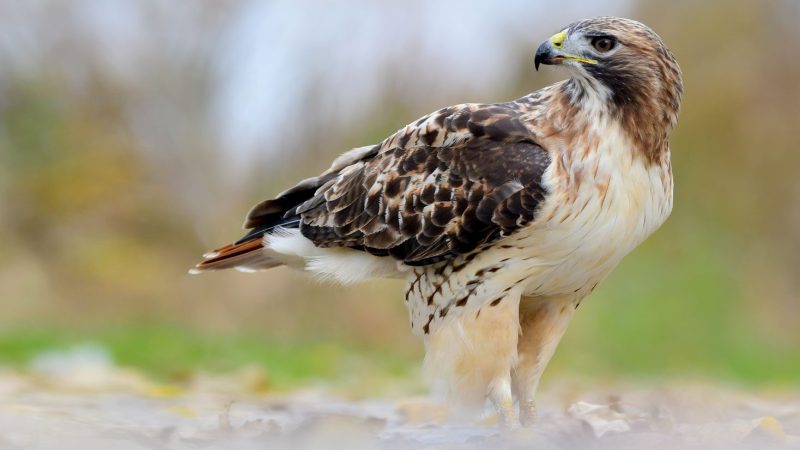 Birds With White Tails in Arizona