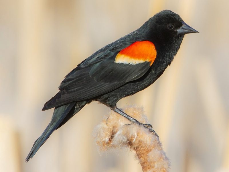 Types of Birds in California