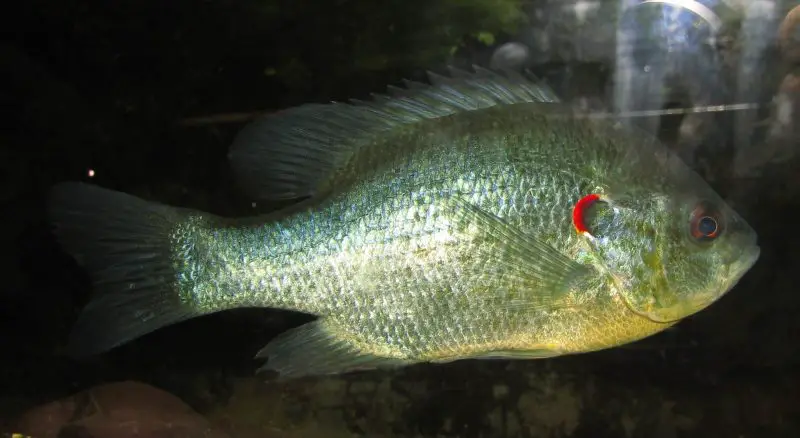 types of fish in florida