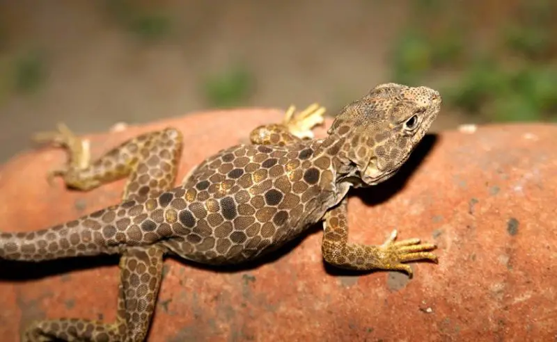Lizards in Texas