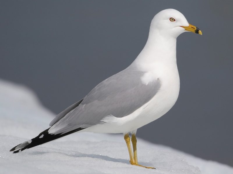 Gulls in California