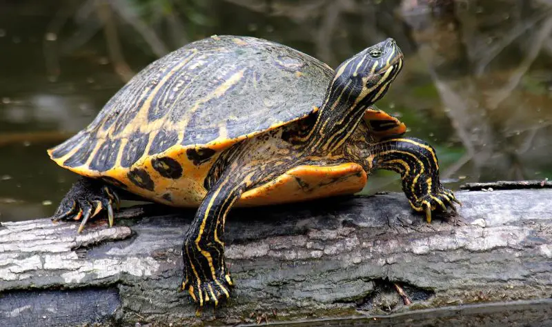 Types of Turtles in Florida