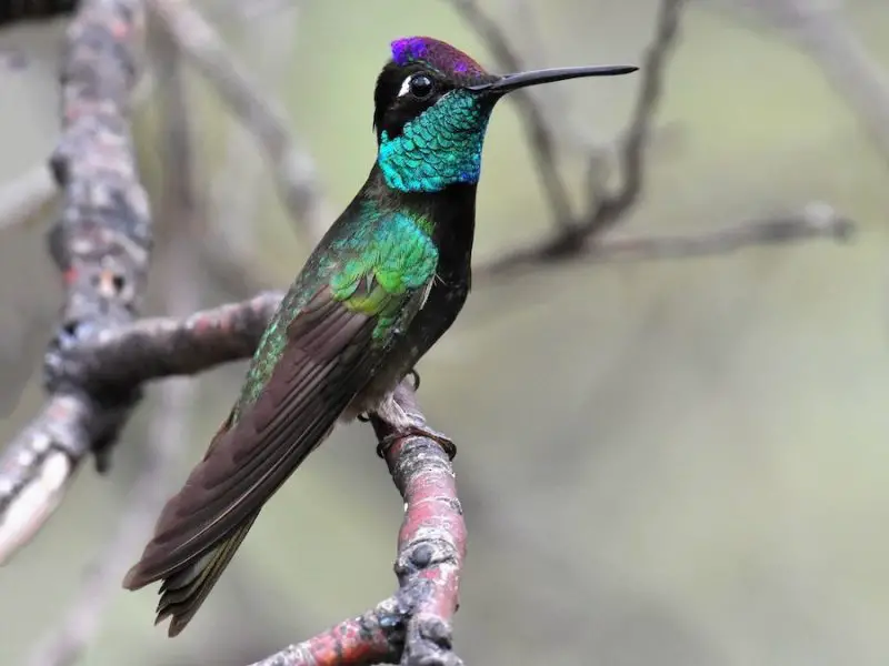 Hummingbirds in Arizona