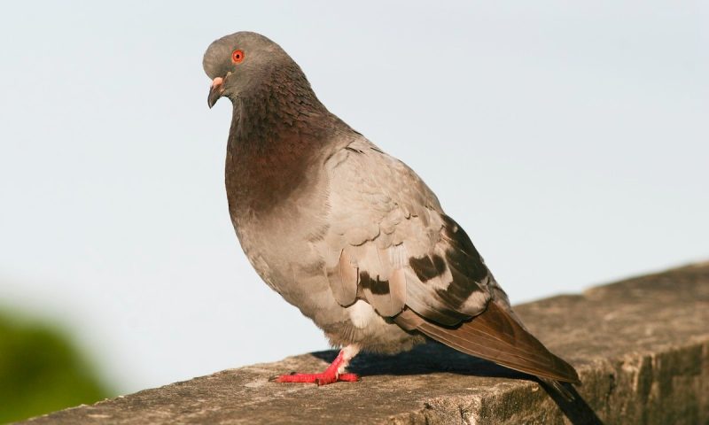 Doves in New York