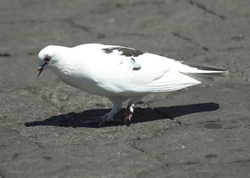 White Birds in California